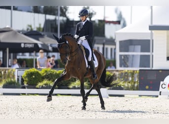 Lusitano, Hengst, 11 Jaar, 165 cm, Bruin