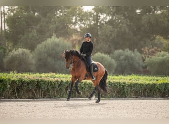 Lusitano, Hengst, 11 Jaar, 165 cm, Bruin