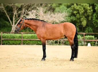 Lusitano, Hengst, 11 Jaar, 165 cm, Bruin