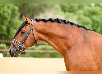 Lusitano, Hengst, 11 Jaar, 165 cm, Bruin