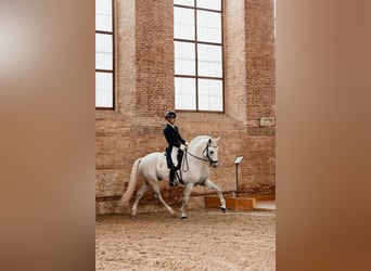 Lusitano, Hengst, 11 Jaar, 166 cm, Schimmel