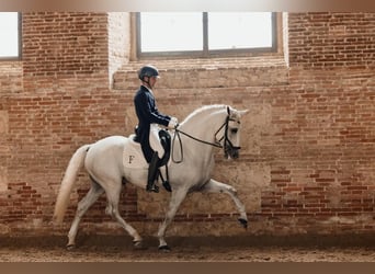 Lusitano, Hengst, 11 Jaar, 166 cm, Schimmel