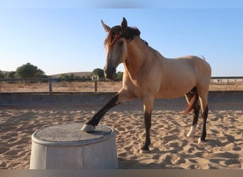 Lusitano, Hengst, 11 Jaar, 168 cm, Buckskin