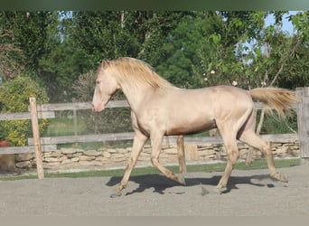 Lusitano, Hengst, 12 Jaar, 162 cm, Cremello