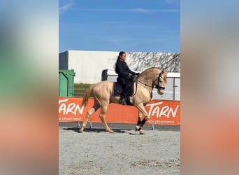 Lusitano, Hengst, 12 Jaar, 162 cm, Cremello