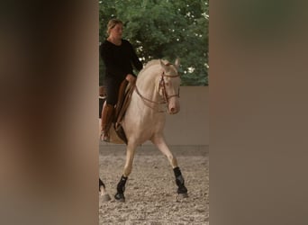 Lusitano, Hengst, 13 Jaar, 158 cm, Cremello