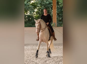 Lusitano, Hengst, 13 Jaar, 158 cm, Cremello