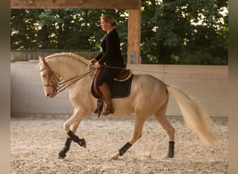 Lusitano, Hengst, 13 Jaar, 158 cm, Cremello