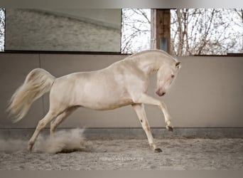 Lusitano, Hengst, 13 Jaar, 158 cm, Cremello