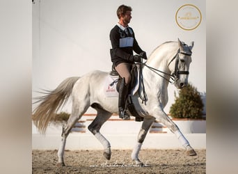 Lusitano, Hengst, 13 Jaar, 163 cm, Appelschimmel