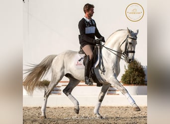 Lusitano, Hengst, 13 Jaar, 163 cm, Appelschimmel