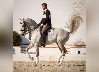 Lusitano, Hengst, 13 Jaar, 163 cm, Appelschimmel