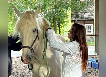 Lusitano, Hengst, 13 Jaar, 165 cm, Schimmel