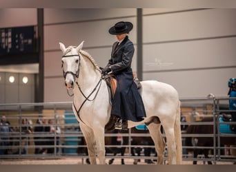 Lusitano, Hengst, 13 Jaar, 165 cm, Schimmel