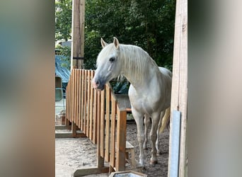 Lusitano, Hengst, 13 Jaar, 165 cm, Schimmel