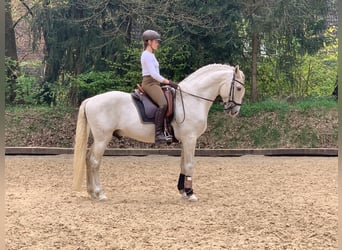 Lusitano, Hengst, 13 Jaar, 165 cm, Schimmel