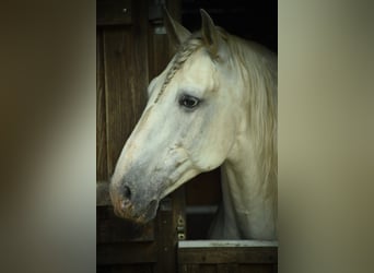 Lusitano, Hengst, 13 Jaar, 165 cm, Schimmel