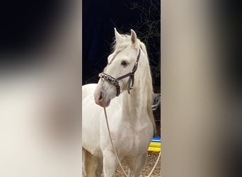 Lusitano, Hengst, 13 Jaar, 165 cm, Schimmel