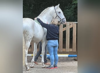 Lusitano, Hengst, 13 Jaar, 165 cm, Schimmel