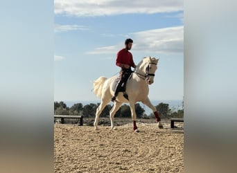 Lusitano, Hengst, 14 Jaar, 168 cm, Perlino