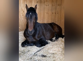 Lusitano, Hengst, 15 Jaar, 156 cm, Donkerbruin