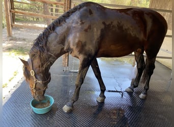 Lusitano, Hengst, 15 Jaar, 156 cm, Donkerbruin