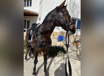 Lusitano, Hengst, 15 Jaar, 156 cm, Donkerbruin