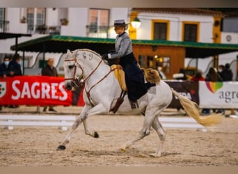 Lusitano, Hengst, 16 Jaar, 161 cm, Schimmel