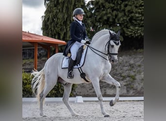 Lusitano, Hengst, 16 Jaar, 161 cm, Schimmel