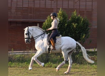 Lusitano, Hengst, 16 Jaar, 161 cm, Schimmel