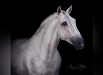 Lusitano, Hengst, 16 Jaar, 161 cm, Schimmel