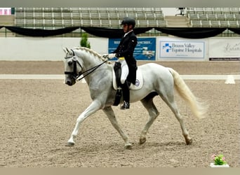 Lusitano, Hengst, 16 Jaar, 163 cm, Schimmel
