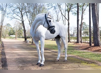 Lusitano, Hengst, 16 Jaar, 163 cm, Schimmel