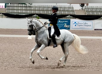 Lusitano, Hengst, 16 Jaar, 163 cm, Schimmel
