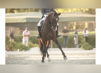 Lusitano, Hengst, 17 Jaar, 170 cm, Roodbruin