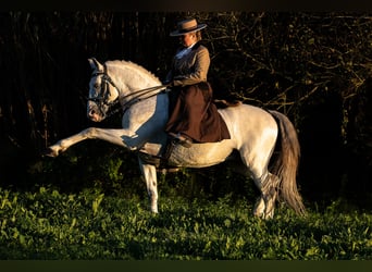 Lusitano, Hengst, 19 Jaar, 160 cm, Schimmel