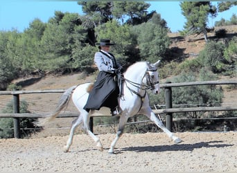Lusitano, Hengst, 19 Jaar, 160 cm, Schimmel