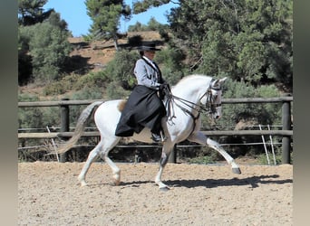 Lusitano, Hengst, 19 Jaar, 160 cm, Schimmel