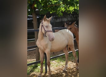 Lusitano Mix, Hengst, 1 Jaar, 147 cm, Perlino