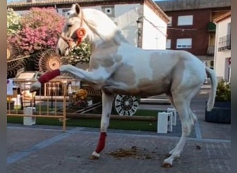 Lusitano Mix, Hengst, 1 Jaar, 150 cm, Gevlekt-paard