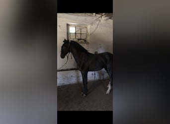 Lusitano, Hengst, 1 Jaar, 153 cm, Schimmel