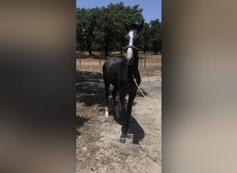 Lusitano, Hengst, 1 Jaar, 153 cm, Schimmel