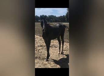 Lusitano, Hengst, 1 Jaar, 153 cm, Schimmel