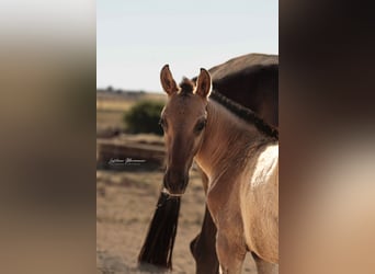 Lusitano, Hengst, 1 Jaar, 155 cm, Falbe