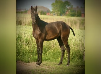 Lusitano, Hengst, 1 Jaar, 158 cm, Schimmel