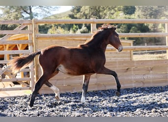 Lusitano Mix, Hengst, 1 Jaar, 160 cm, Bruin