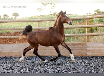 Lusitano Mix, Hengst, 1 Jaar, 160 cm, Bruin