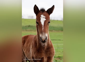Lusitano Mix, Hengst, 1 Jaar, 160 cm, Bruin