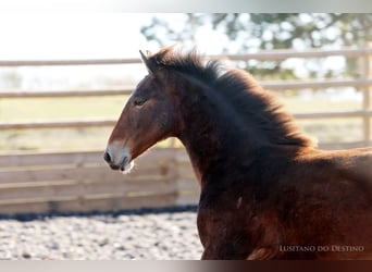 Lusitano Mix, Hengst, 1 Jaar, 160 cm, Bruin