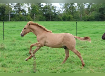 Lusitano, Hengst, 1 Jaar, 160 cm, Red Dun